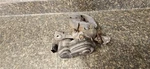 16 17 Ford F-150 Right Rear Brake Caliper Actuator Assembly FL34-2B712-AA Oem. Fixed Price $108.88.